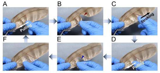 手动演示羽毛的分开和修复