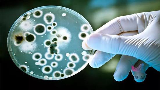 培养皿中的细菌菌落