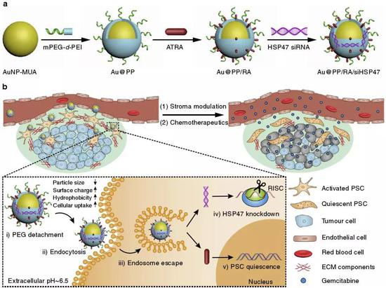 图：纳米药物的设计（a）及其调控胰腺星状细胞静息、促进胰腺癌治疗的示意图（b）