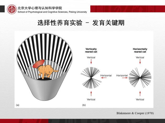 选择性养育实验