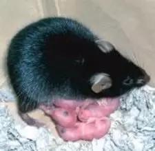 辉月姬（图源：©&nbsp;T。 Kono from&nbsp;nature）