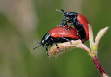 （图源：pixabay）