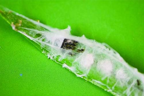 一窝住在一起的大蚁蛛&nbsp;&nbsp;&nbsp;&nbsp;陈占起供图