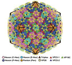 疱疹病毒核衣壳颗粒整体结构信息