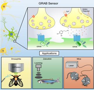 新型可遗传编码神经递质荧光探针的开发及应用