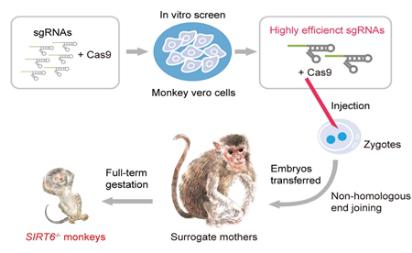 SIRT6基因缺失的食蟹猴表现为出生前发育迟缓