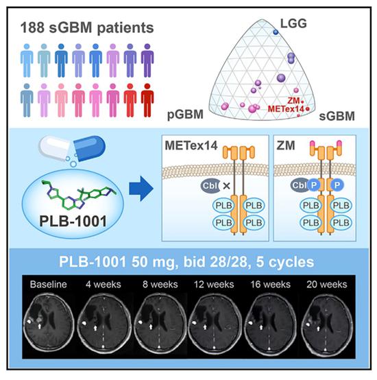 MET基因系列变异驱动脑胶质瘤恶性进展的关键机制及I期临床试验