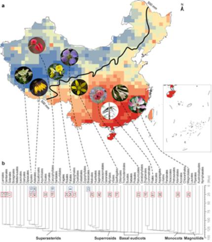 中国被子植物时空分化格局