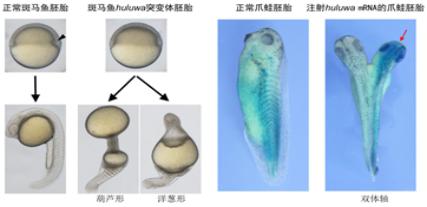 斑马鱼huluwa基因突变导致组织中心（箭头）缺失及无体轴，
