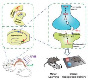日光照射改善学习记忆的分子及神经环路机制