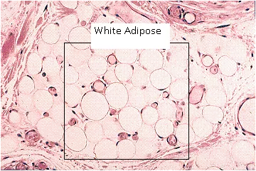 白色脂肪组织。图片来源：study.com