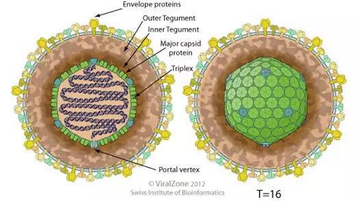 疱疹病毒结构