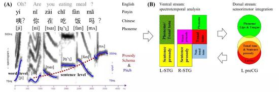 图解：声调感知的脑机制模型：（A）普通话“咦？你在吃饭吗？”的语音频谱图（spectrogram）和音高轮廓（pitch contour）；（B）声调感知的腹侧通路（ventral stream，在听皮层，对声调进行声音分析和语义的辨认）和背侧通路（dorsal stream，在发音运动区域，对声调进行发音运动模拟）（Liang & Du， 2018）
