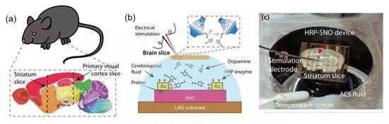 （a）和 （b）基于SNO的器件和小鼠大脑结合的示意图。（b）小鼠大脑和实验器件接合的实物图。