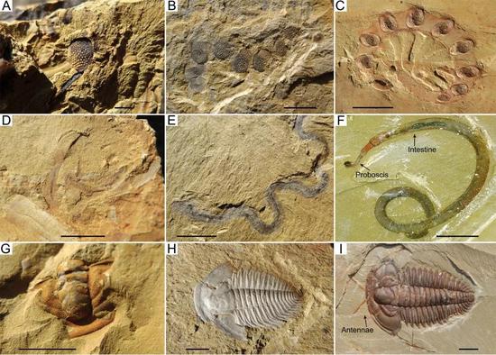 泥质粉砂质页岩中保存的澄江生物群化石（赵方臣等，2012）
