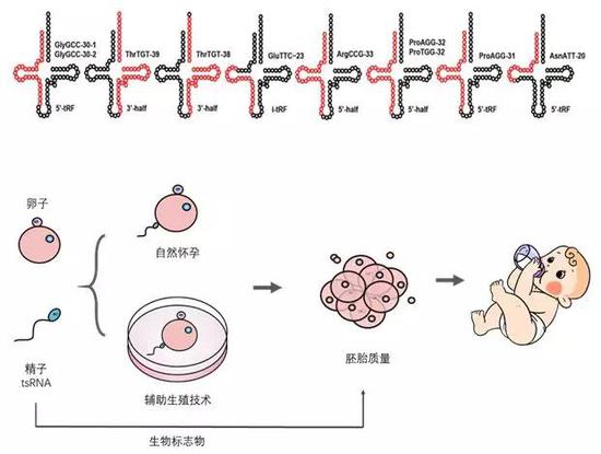 图5 精子中的tsRNA（图5上）作为生物标志物用于辅助生殖技术中评价人精子的质量