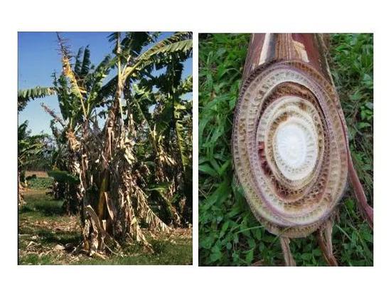 图3 巴拿马病的病症：叶子变黄，萎蔫，茎干开裂。（图片来自参考资料4）