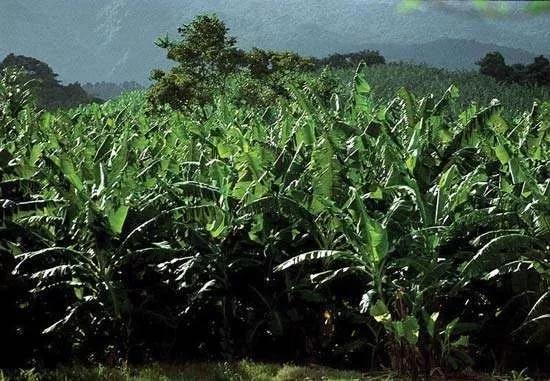 图1 香蕉种植园（图片来自参考资料6）