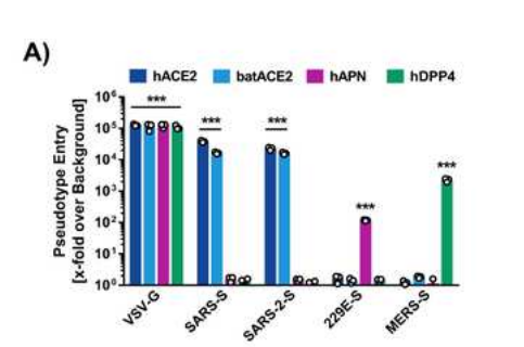  ▲只有表达ACE2受体后，新冠病毒和SARS病毒才能入侵这些细胞（图片来源：参考资料[1]）